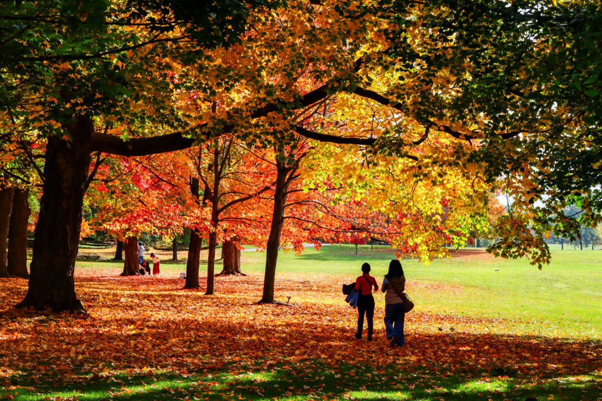 Vahtrad Ottawas Konföderatsiooni pargis